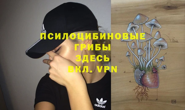 хмурый Аркадак