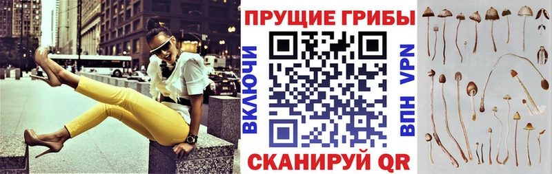 где найти это телеграм Галлюциногенные грибы Cubensis Добрянка